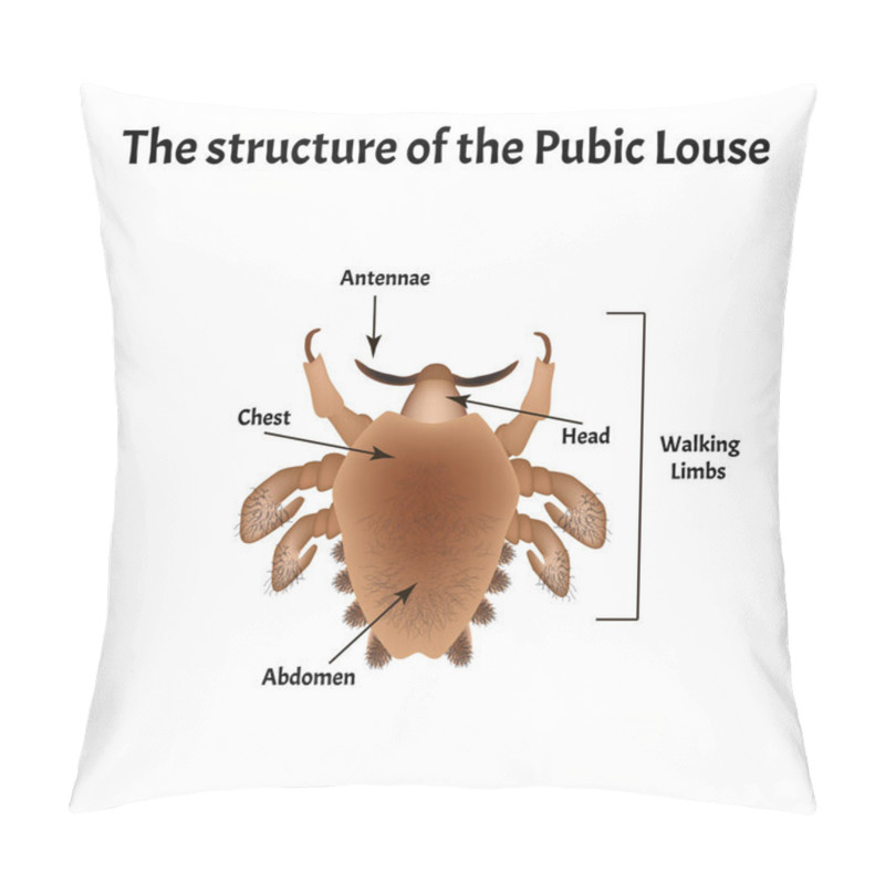 Personality  Parasitic Diseases Of Phthiriasis. Pediculosis Pubis. Pubic Lice Structure. Sexually Transmitted Diseases. Infographics. Vector Illustration On Isolated Background. Pillow Covers