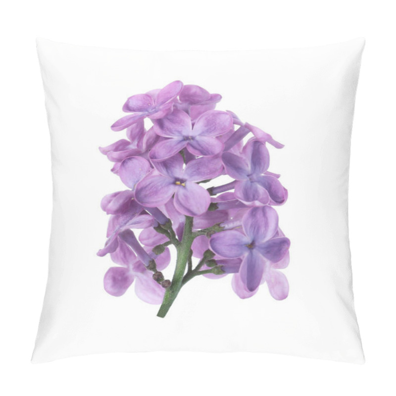 Personality  Beautiful Violet Lilac Blossom Isolated On White Pillow Covers