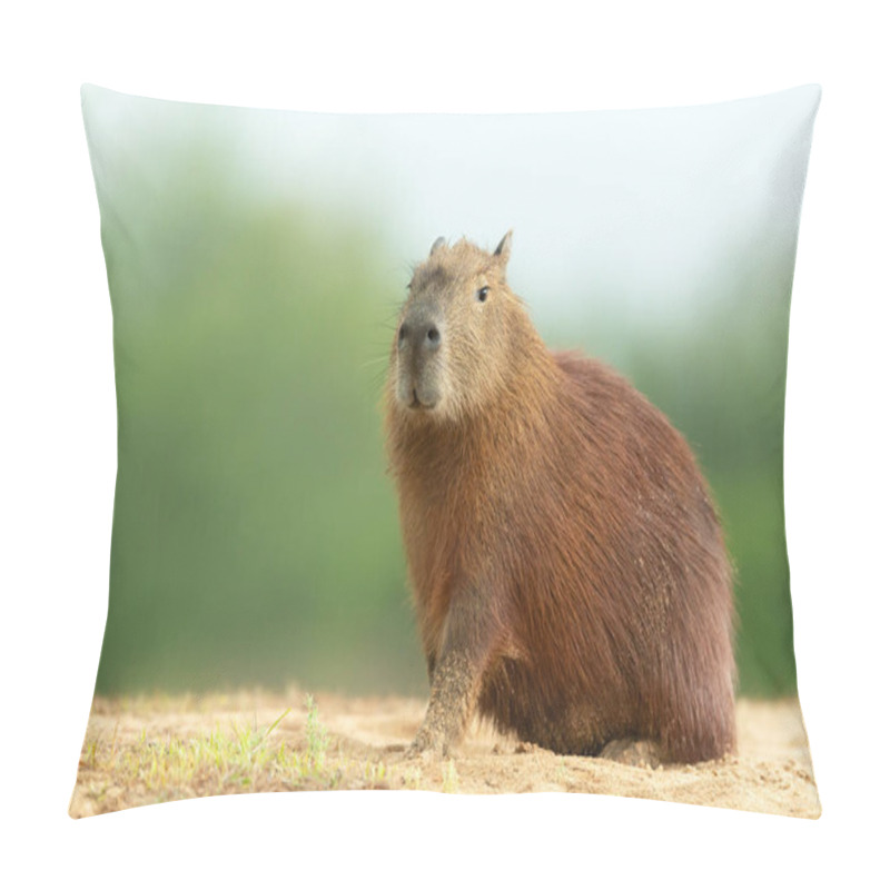 Personality  Close Up Of Capybara Against Green Background Sitting On A Sandy River Bank, North Pantanal, Brazil. Pillow Covers