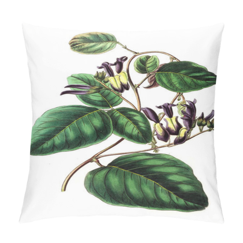 Personality  Illustration Of Plant. Old Image Pillow Covers