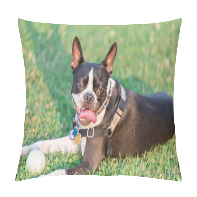 Personality  Boston Terrier Female Resting. Off Leash Dog Park In Northern California. Pillow Covers