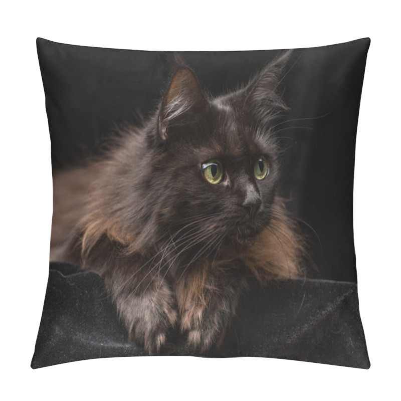 Personality  Studio Portrait Of A Beautiful Maine Coon Cat Against Black Background. Can Be Used For Halloween. Pillow Covers