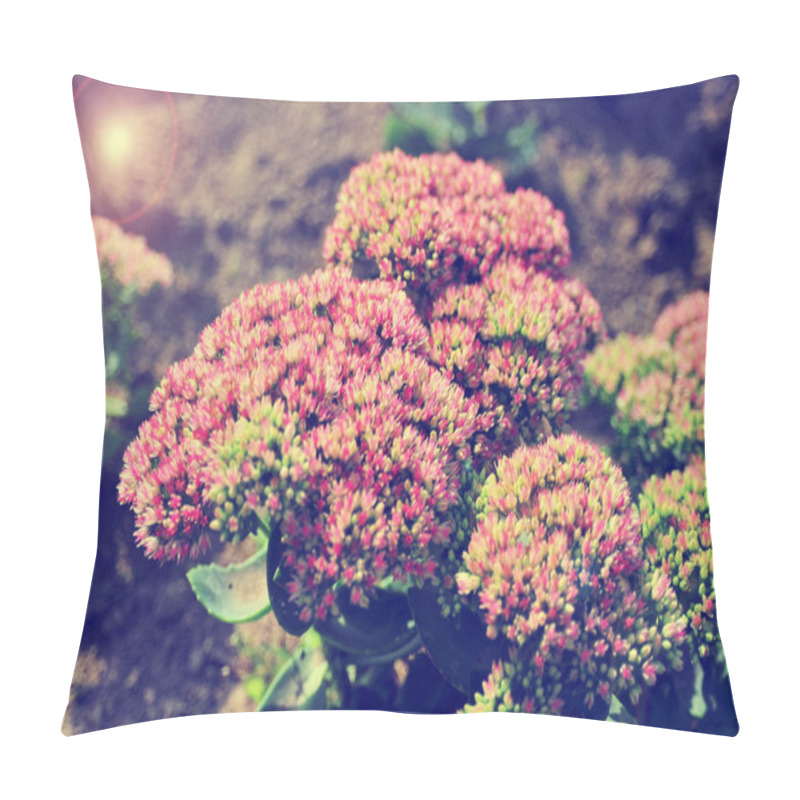 Personality  Summer Flower, Pink Cabbage Decorative.Flowers Close Up Top View. Flowers Not People. Nature Flowers Background With Sunshine. Flowerbed With Pink Flowers. Pillow Covers