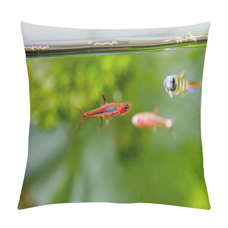 Personality  Mosquito Rasbora (Boraras Brigittae) Beautiful Endemic Ornamental Fish From Borneo Pillow Covers