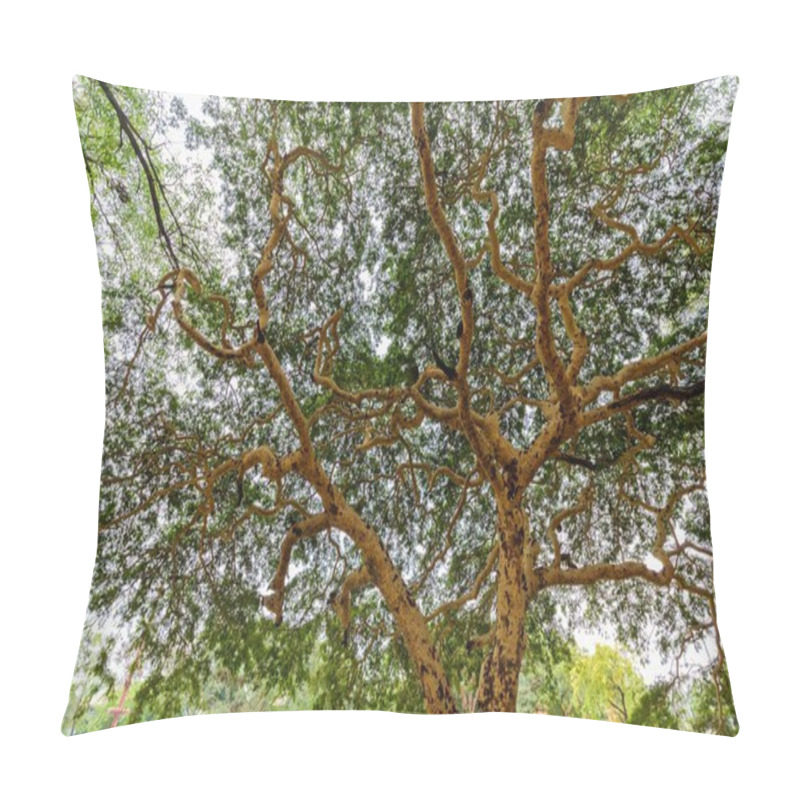 Personality  Acacia Tree In Myanmar Pillow Covers