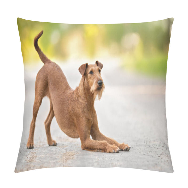 Personality  Irish Terrier Dog Bows Down Outdoors In Summer Pillow Covers