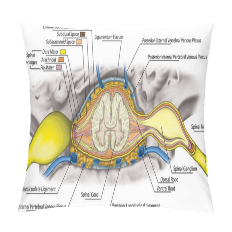 Personality  Nervous System, Structure Of Spinal Cord, Lumbar Spine, Nerve Root, Lumbar Vertebra, Anatomy Of Human Skeletal And Nervous System, Intercostal Veinous And Venous Plexuses Of The Vertebra  Pillow Covers