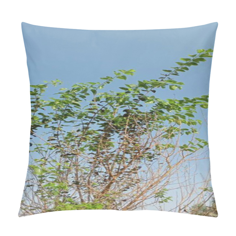 Personality  Beautiful Botanical Shot, Natural Wallpaper. Pillow Covers