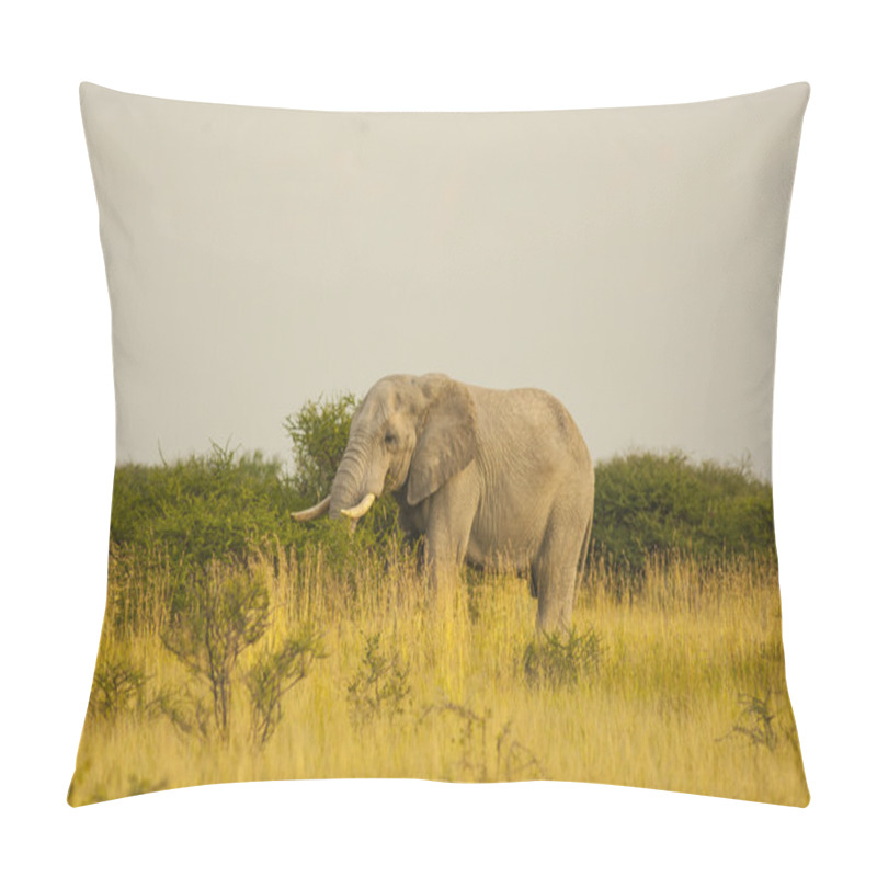 Personality  Large Elephant (Loxodonta Africana) Pillow Covers