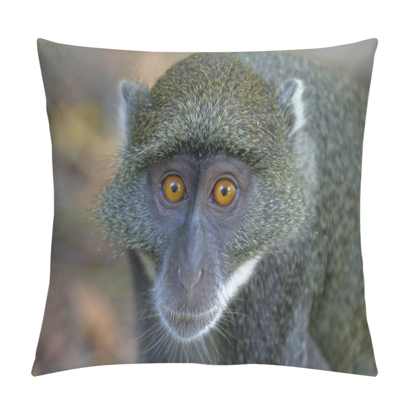 Personality  Portrait Of Sykes Monkey Pillow Covers