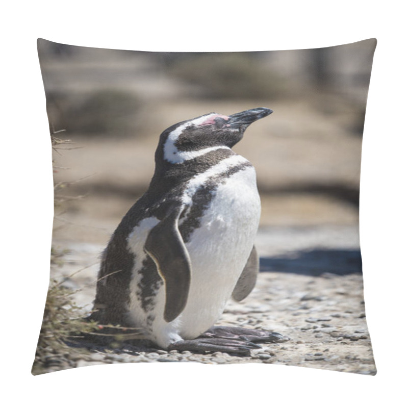 Personality  Beautiful Isolated Penguin Dwelling Free In A Natural National Park In North Patagonia Near The City Of Puerto Madryn In Argentina. Unesco World Heritage As Natural Reserve Park In A Summer Day. Pillow Covers