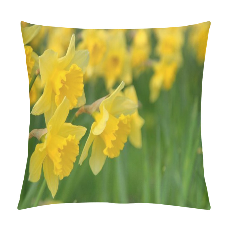 Personality  Narcissus Flowers, Blossom Flower Petals Pillow Covers