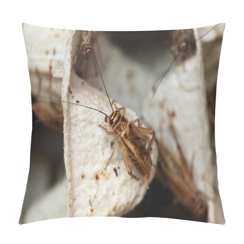 Personality  House Crickets On Egg Pack Pillow Covers