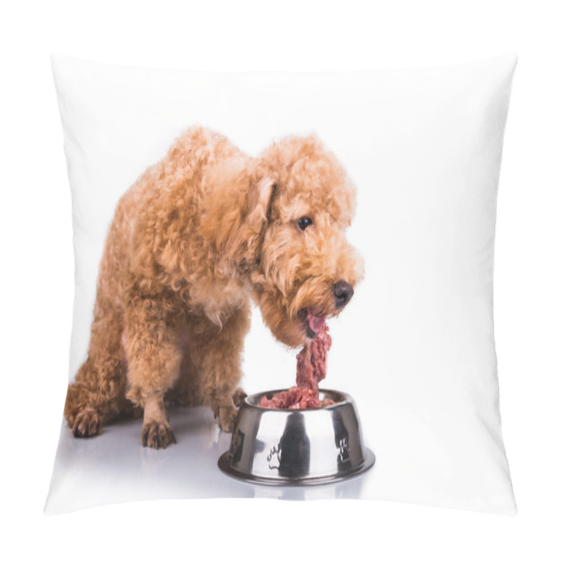 Personality  Poodle Dog Enjoying Her Nutritious And Delicious Raw Meat Meal Pillow Covers