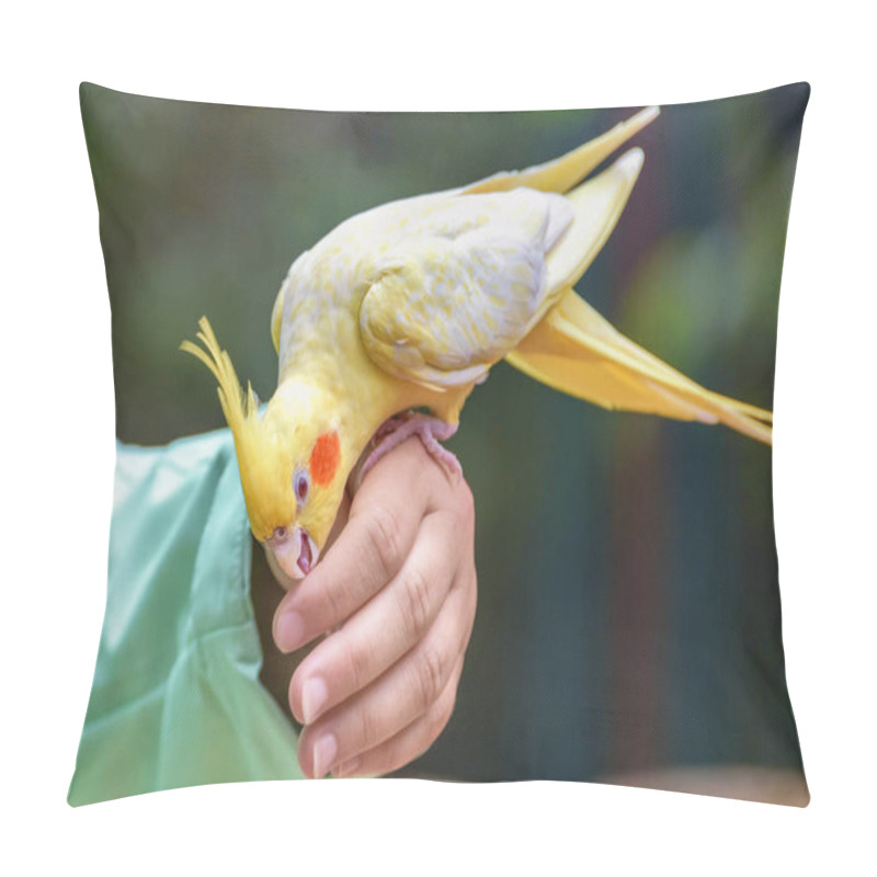 Personality  Budgerigar Is A Long-tailed Parrot, With Yellow Feathers Is Sitting On The Hand Of Girl. Melopsittacus Undulatus. Human Communicates With The Bird. Close-up Portrait Pillow Covers