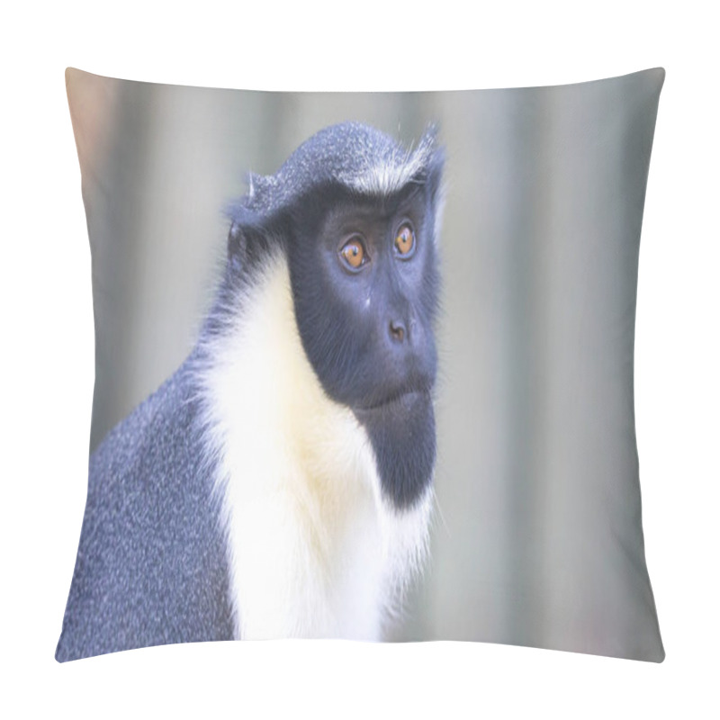 Personality  Diana Monkey, Cercopithecus Diana, Scream, Crescent-shaped Browband, Ruff And Beard. Wildlife Animals. Portrait Pillow Covers