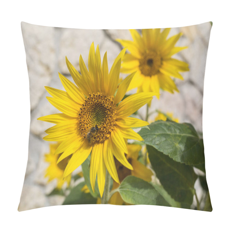 Personality  Blooming Sunflowers Against The Background Of A Limestone Wall Pillow Covers