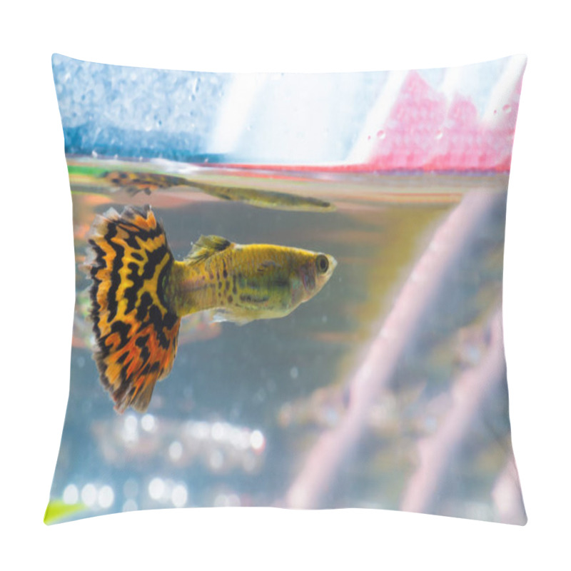 Personality  Little Fish In Fish Tank Or Aquarium, Gold Fish, Guppy And Red F Pillow Covers