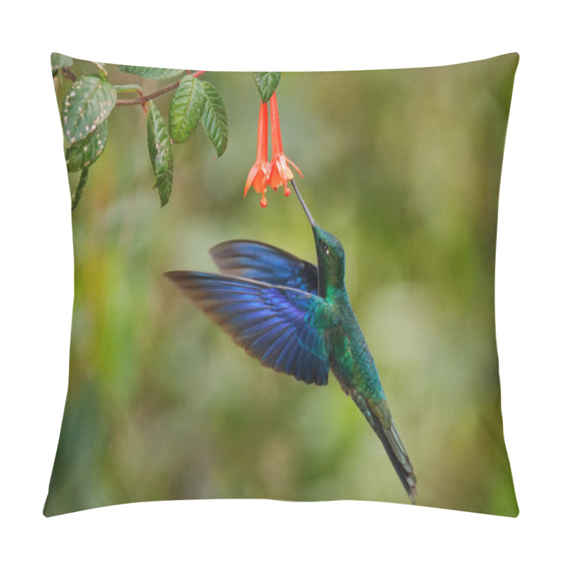 Personality  Ecuador Wildlife. Great Sapphirewing, Pterophanes Cyanopterus, Big Blue Hummingbird, Yanacocha, Pichincha In Ecuador. Bird Sucking Nectar From Red Flower Bloom, Nature Behaviour. Pillow Covers