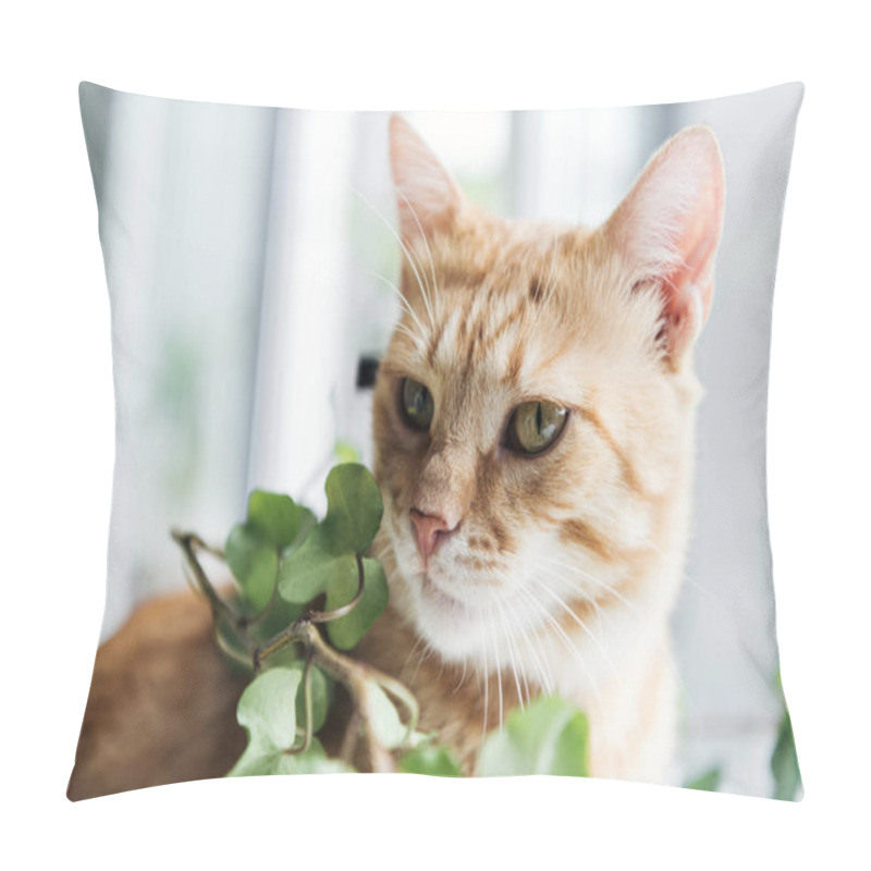 Personality  Close-up View Of Beautiful Red Cat And Houseplant With Green Leaves Pillow Covers