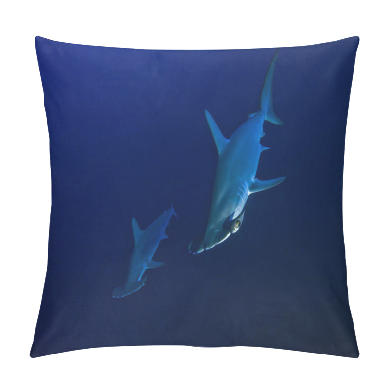 Personality  Two Scalloped Hammerhead Sharks From The Deep Blue Approach To Investigate Photographer. Daedalus Reef, Red Sea, Egypt. Pillow Covers