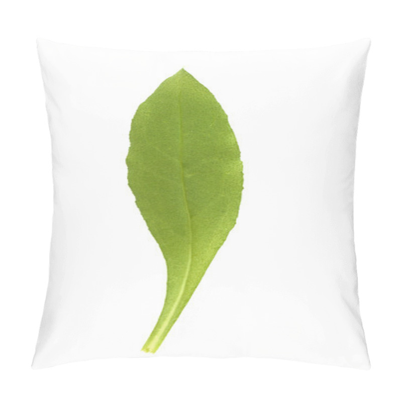 Personality  Borage Leaf Isolated Pillow Covers