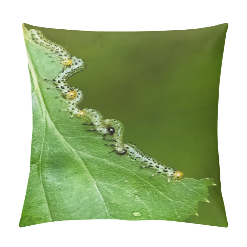 Personality  Sawfly Caterpillars Eating A Rose Bush Pillow Covers