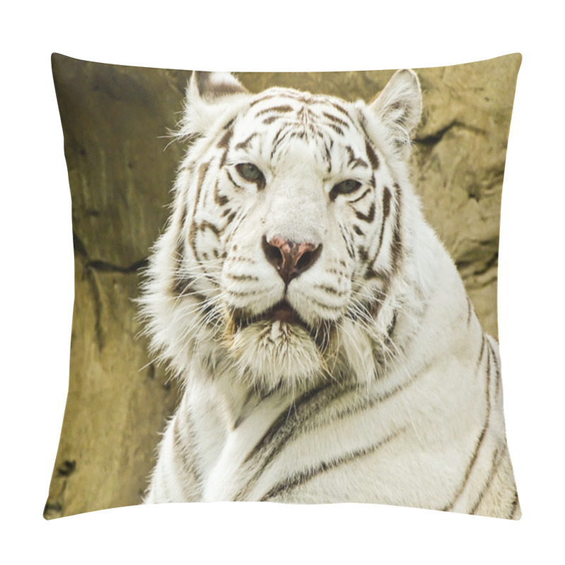 Personality  White Tiger In Moscow Zoo Pillow Covers