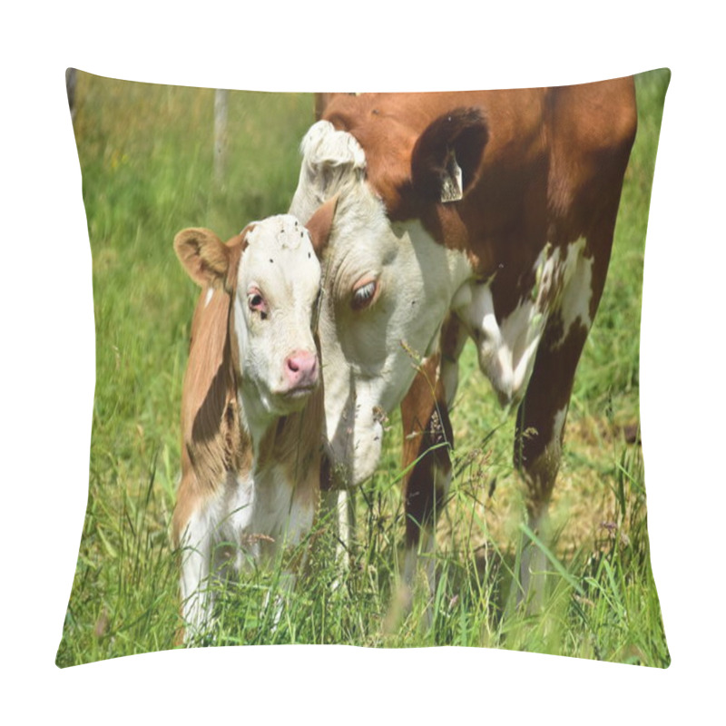 Personality  Cattle, Cows And Calves   Pillow Covers