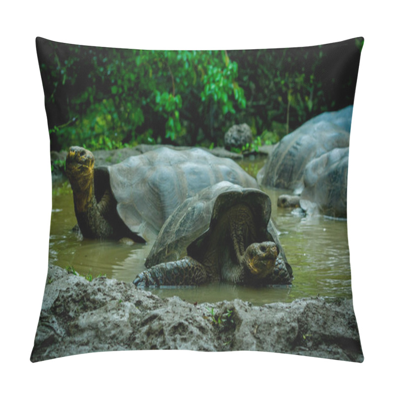 Personality  Giant Turtles In San Cristobal Galapagos Islands Pillow Covers