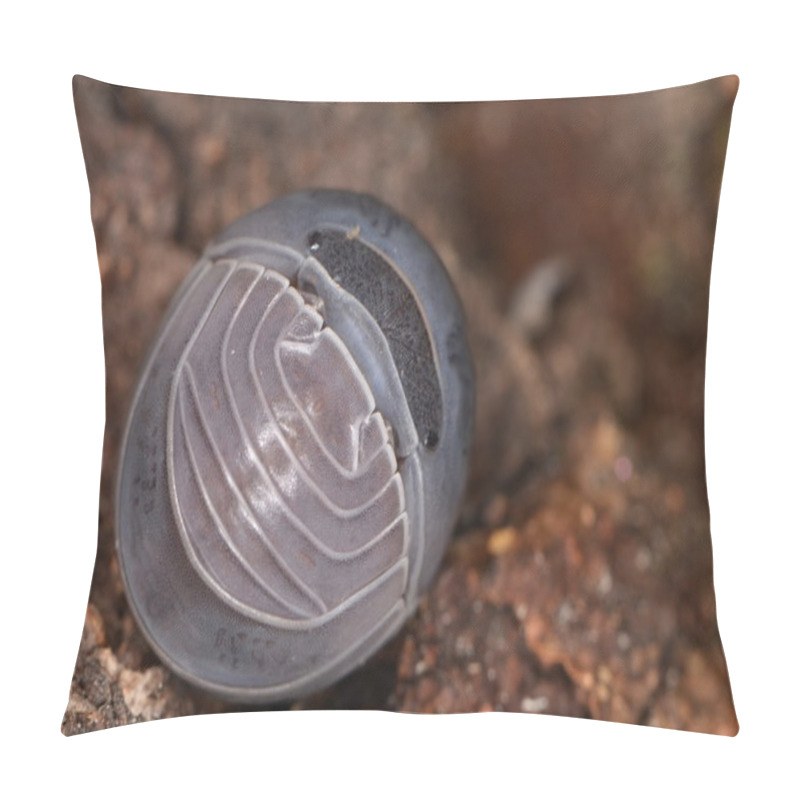 Personality  Woodlouse Armadillo Officinalis  Pillow Covers