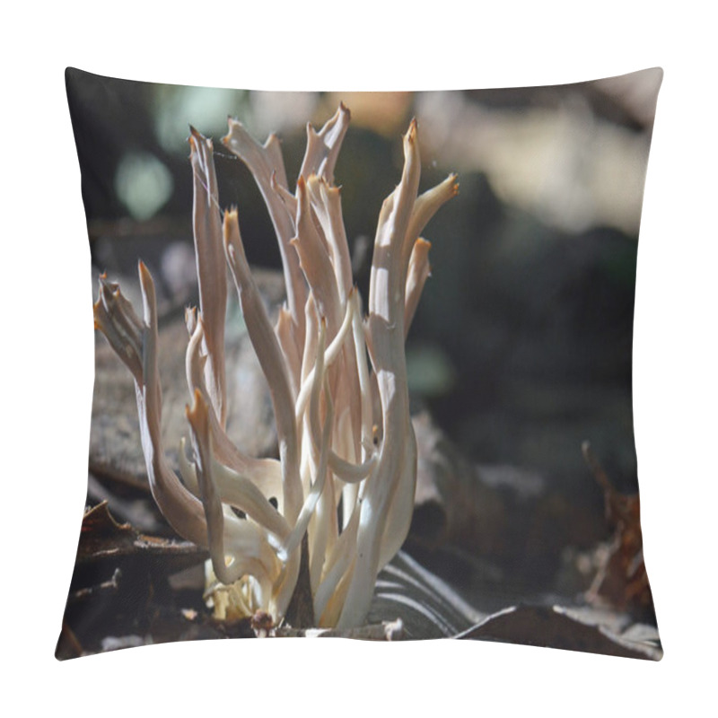 Personality  Coral Fungi, Ramaria Species, Growing In Leaf Litter On Temperate Rainforest Floor, Royal National Park, Sydney, Australia Pillow Covers