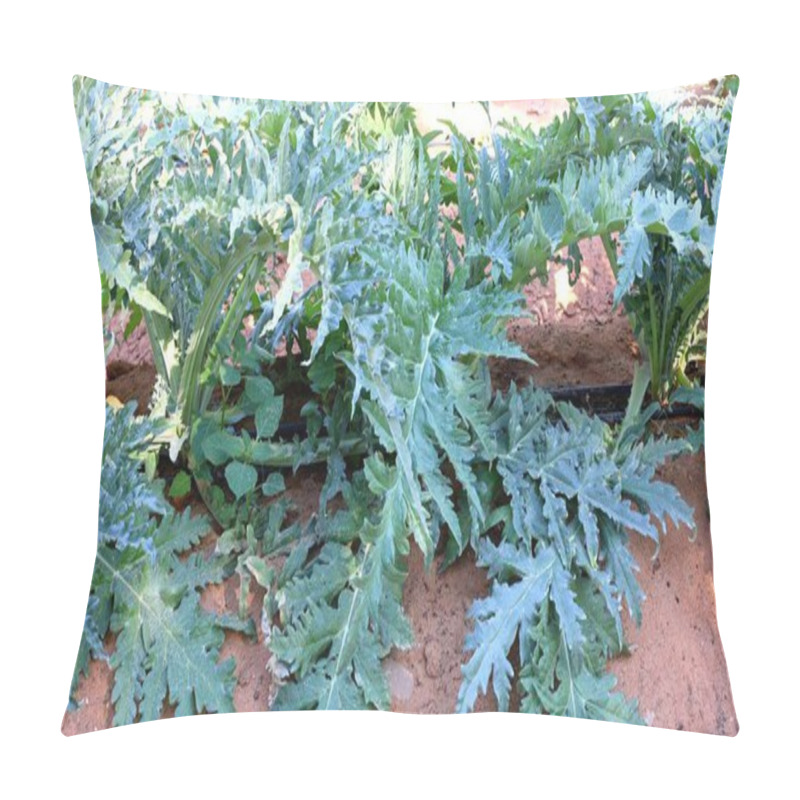 Personality  Artichoke Flourishing In Biofarm Fields Reflects Ecological Harmony, Where Biofarm Practices Promote Sustainable Farming And Ecological Systems That Nurture Artichoke Growth Efficiently. Pillow Covers