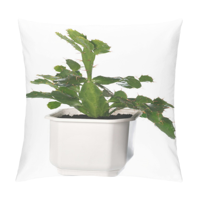 Personality  Potted Cactus Plant Isolated On White. Pillow Covers