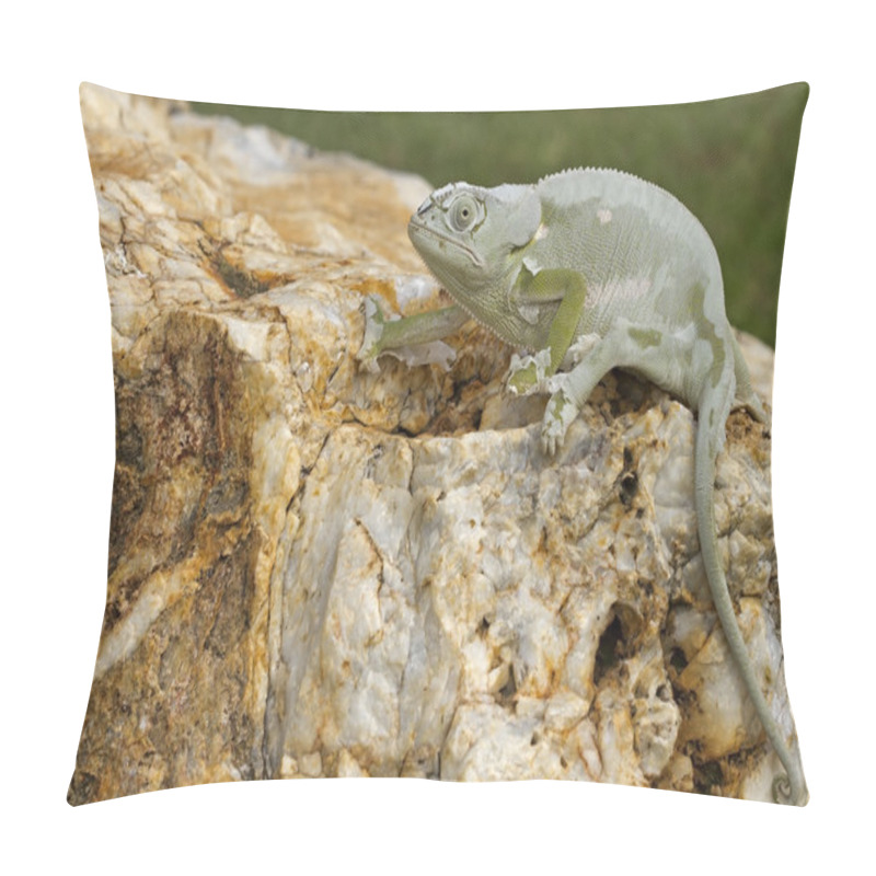 Personality  Cameleon Pillow Covers