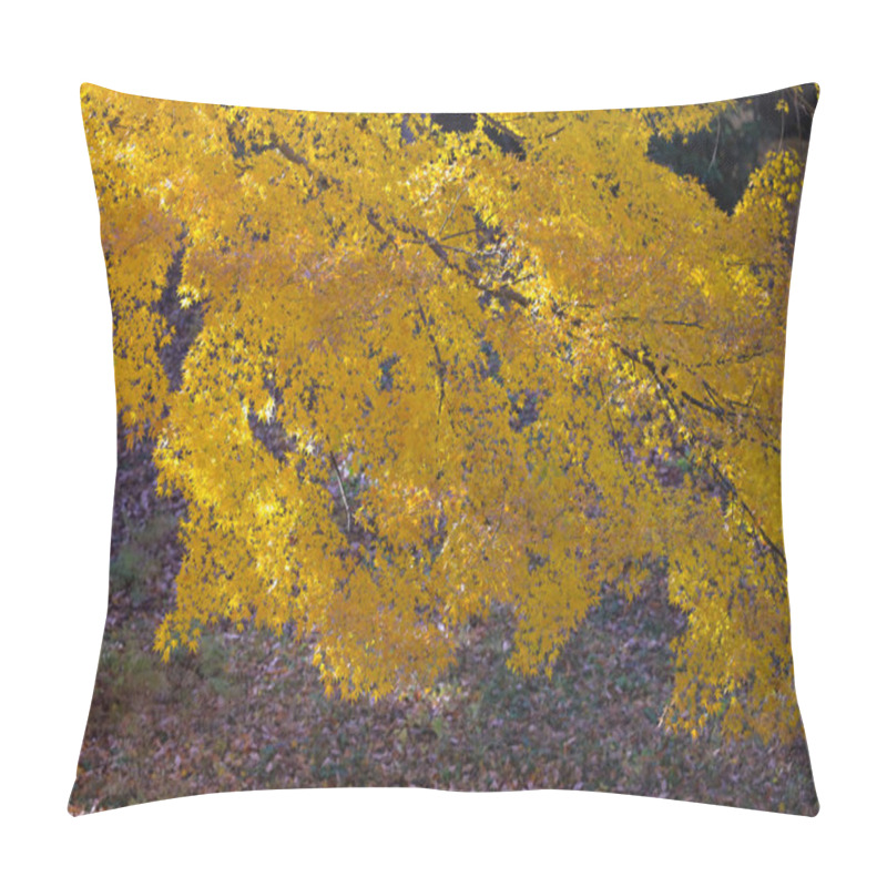 Personality  Tree Leaves Vibrantly Stand Out Against The Deep Shadows Pillow Covers