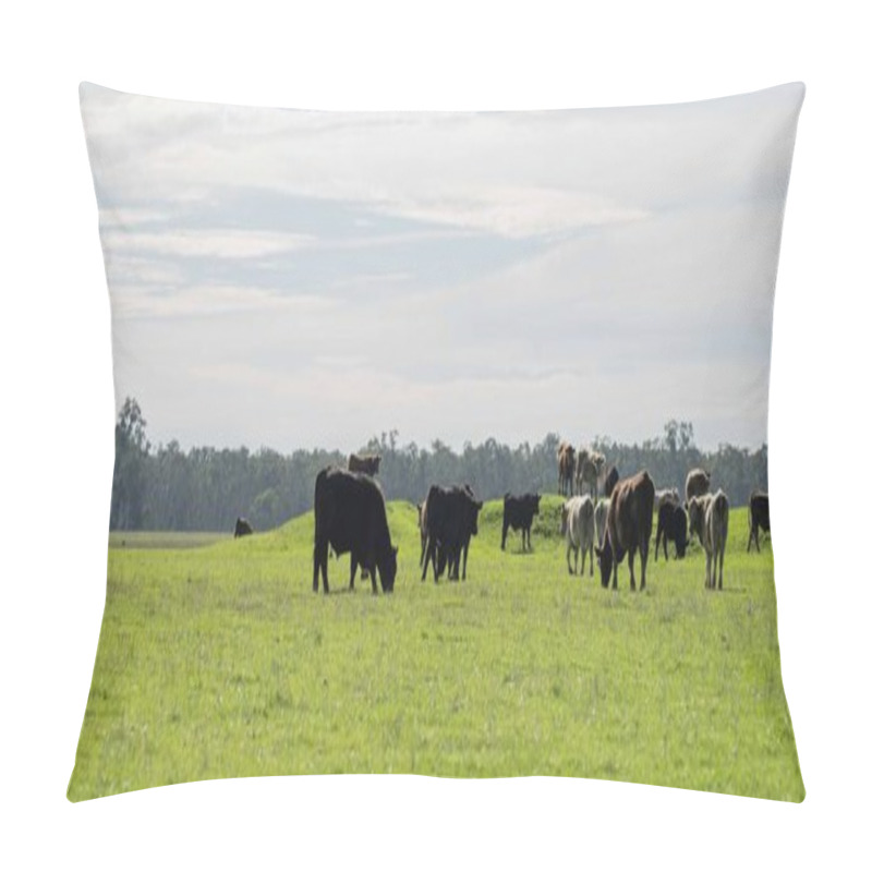 Personality  Beef Cows And Calves Grazing On Grass In Australia. Eating Hay And Silage. Breeds Include Speckled Park, Murray Grey, Angus, Brangus And Dairy Cows. Pillow Covers