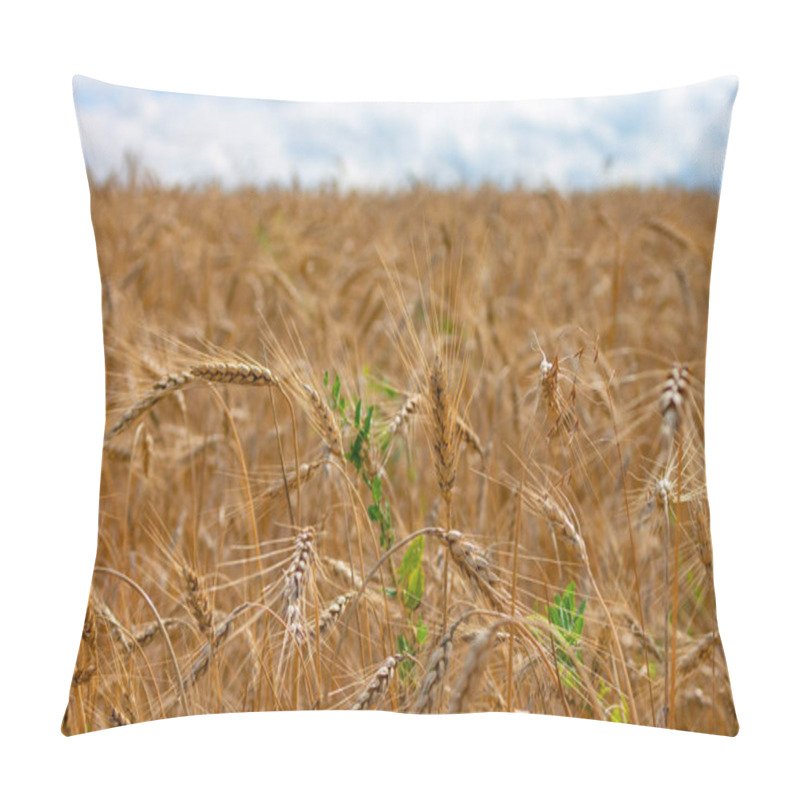 Personality  Wheat Field. Ears Of Golden Wheat Close Up. Pillow Covers