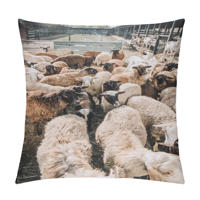 Personality  High Angle View Of Herd Of Adorable Sheep Grazing In Corral At Farm Pillow Covers