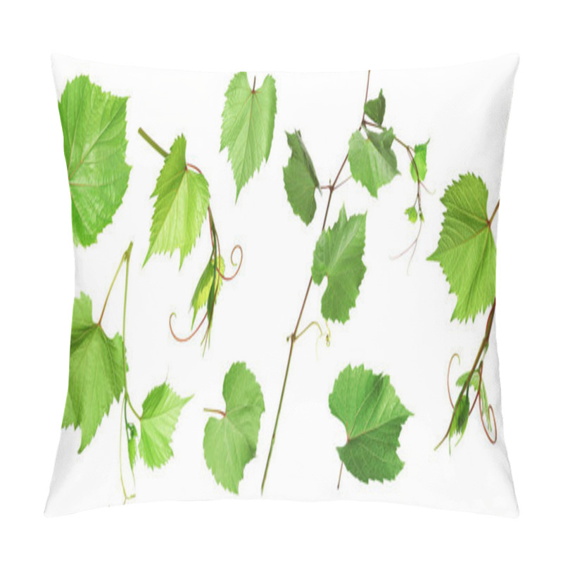 Personality  Set Of Grapevines With Green Leaves On White Background. Banner Design  Pillow Covers