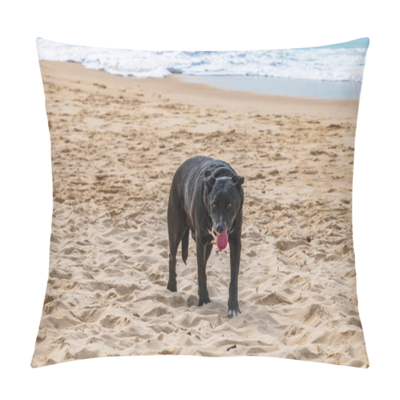 Personality  Rocky The Black Labrador Cross Kelpie At One Mile Beach In Forster On The Barrington Coast, NSW, Australia. Pillow Covers