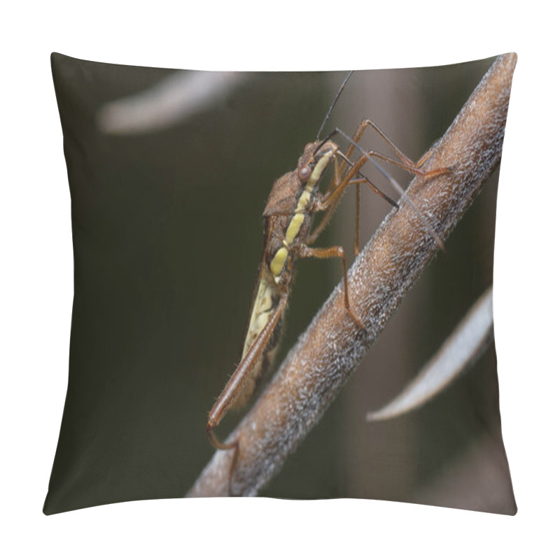 Personality  Close Shot Of The Riptortus Linearis Bug. Pillow Covers