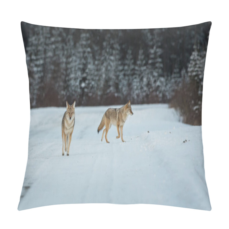 Personality  Coyotes In Wild. Nature, Fauna Pillow Covers