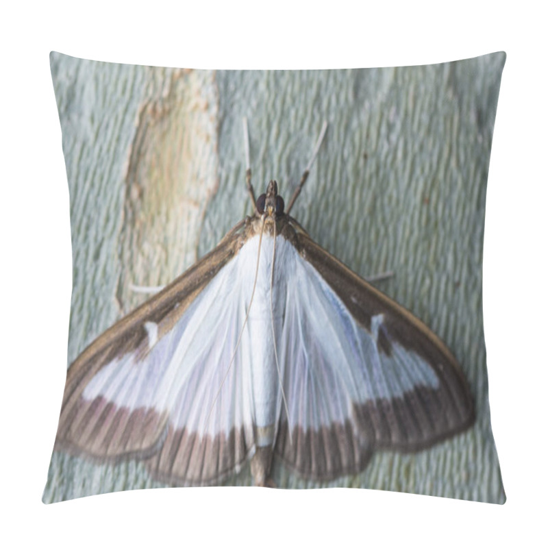 Personality  The Box Tree Moth, (Cydalima Perspectalis) Is A Invasive Pest Pillow Covers