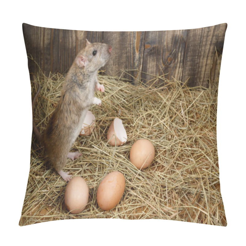 Personality  Close-up The Young Rat (Rattus Norvegicus)  Stands On Its Hind Legs And Looking Up In The Chicken Coop  Near Hen's Eggs. Top View.  Concept Of Rodent Control.  Pillow Covers