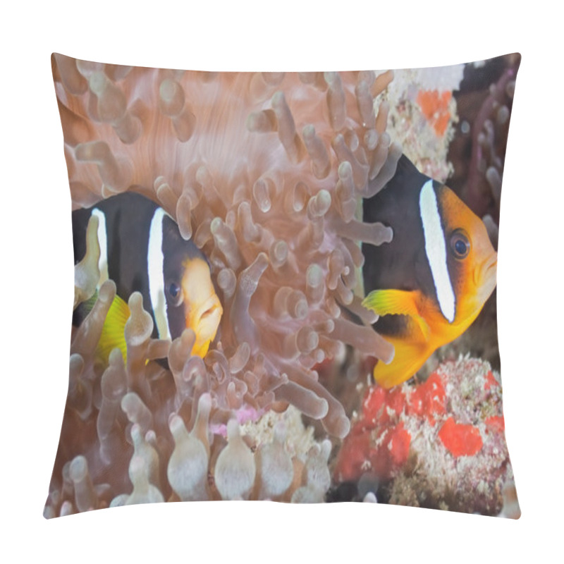 Personality  Clownfish Pillow Covers