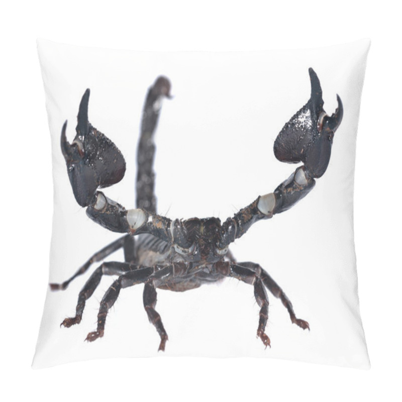 Personality  Scorpion Isolated On White Pillow Covers