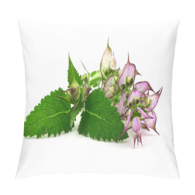 Personality  Clary Sage (Salvia Sclarea) Medicinal Herb Used In Cosmetics And Pharmaceutics. Primarily Grown For Its Essential Oil. Isolated On White Background. Pillow Covers