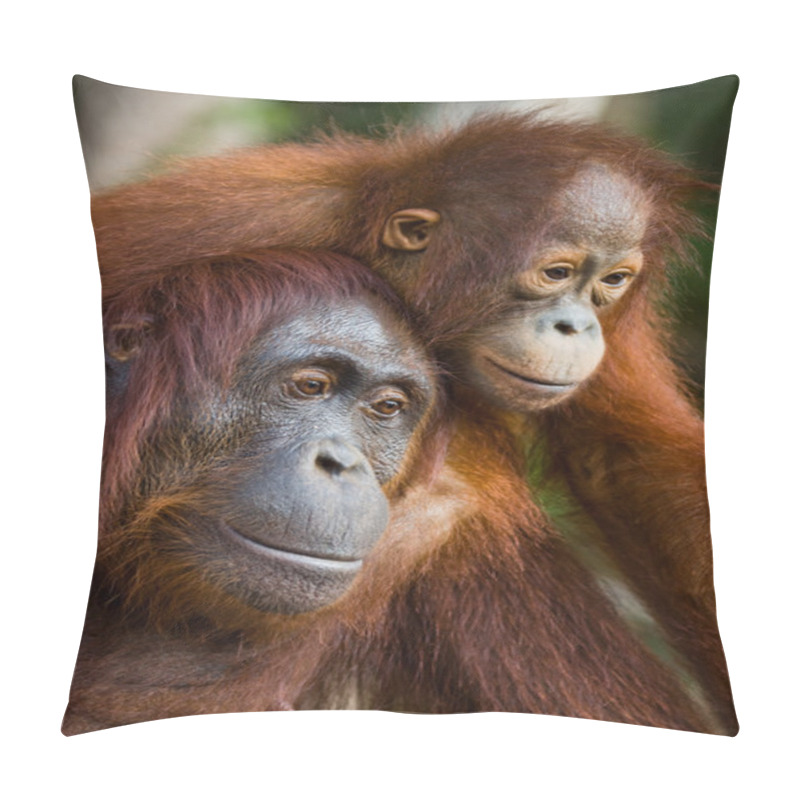 Personality  Mother Orangutan With Cub Pillow Covers