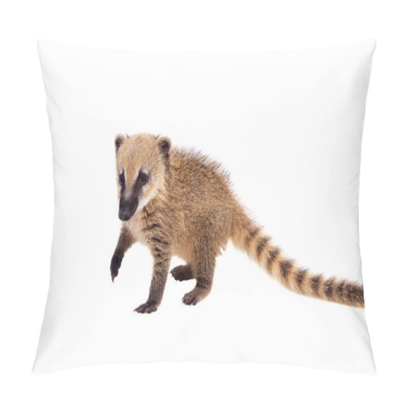 Personality  South American Coati, Nasua Nasua, Baby On White Pillow Covers